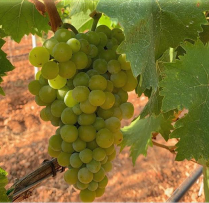 Viñedo