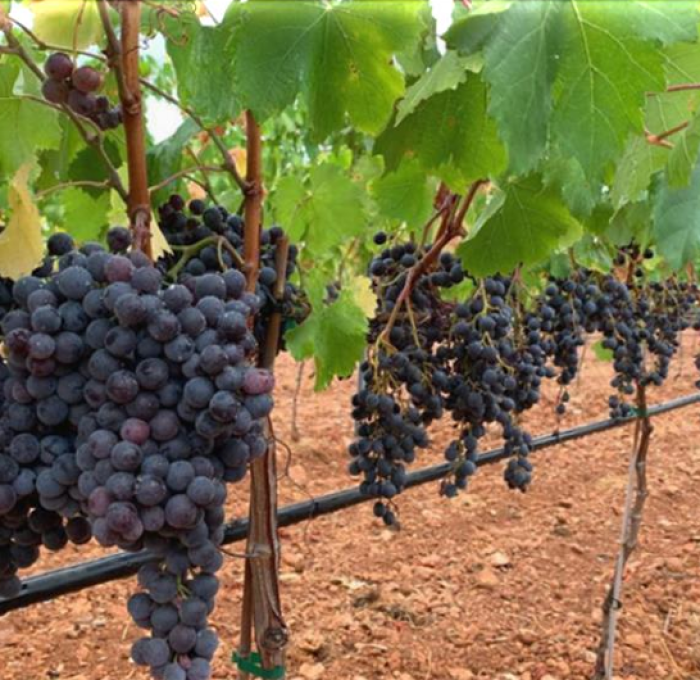 Viñedo